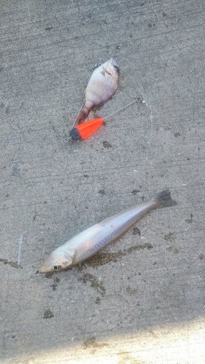 タチウオは不発