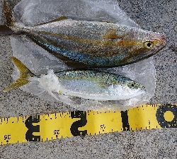 とうとう40cm超え!