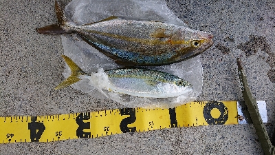 とうとう40cm超え！