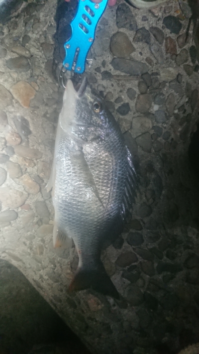 おっしょーい！