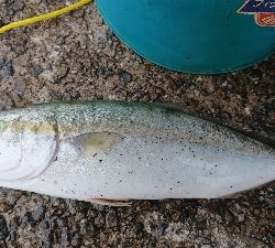 青物をもとめて