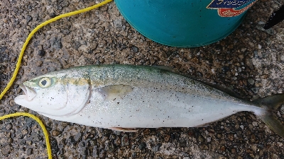 青物をもとめて