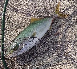 青物をもとめて