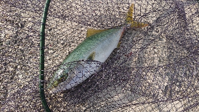 青物をもとめて