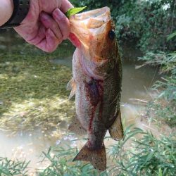 昼間のカバー撃ち