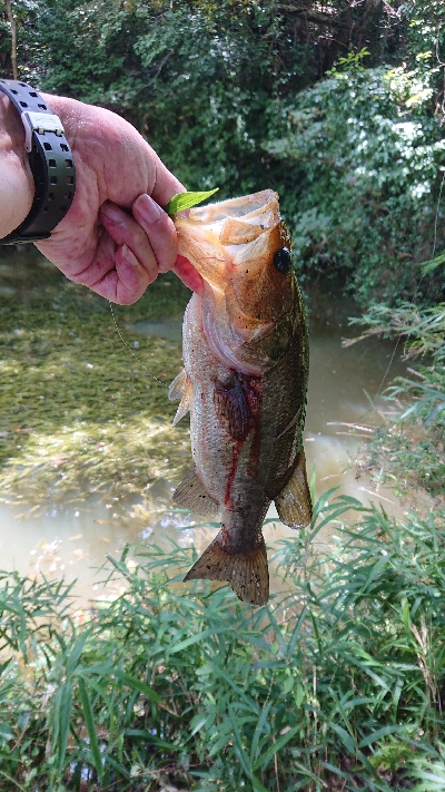 昼間のカバー撃ち