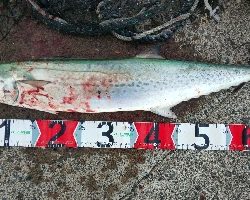 朝イチどっかーん(  ＾∀＾)