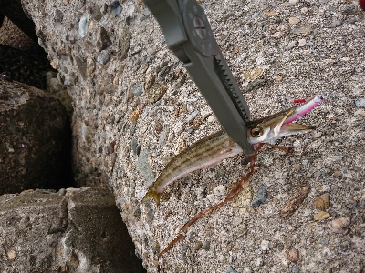 ツバッシングのはずが