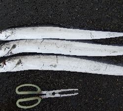 タチウオテンヤ