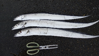 タチウオテンヤ