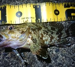 ちょこっとロックフィッシュ