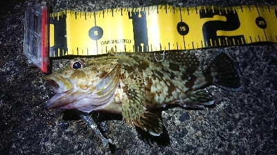 ちょこっとロックフィッシュ