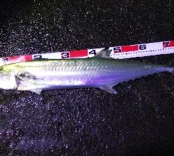 タチウオとサワラ