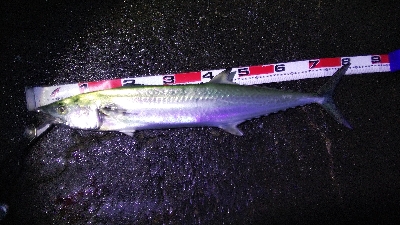 タチウオとサワラ