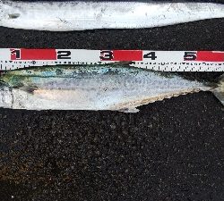 タチウオとサゴシ