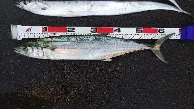 タチウオとサゴシ