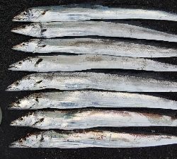 タチウオとサゴシ