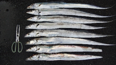 タチウオとサゴシ