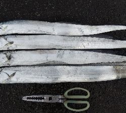 タチウオ釣り