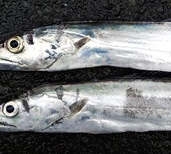 超激シブタチウオ