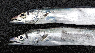 超激シブタチウオ