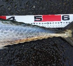 タチウオとサゴシ