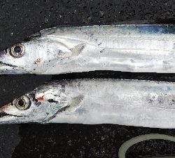 タチウオテンヤ