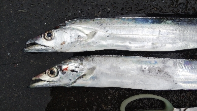 タチウオテンヤ