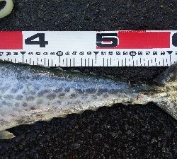 タチウオテンヤとサゴシ