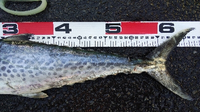 タチウオテンヤとサゴシ