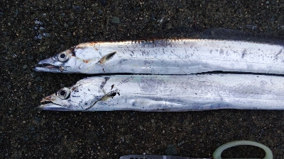 タチウオテンヤ