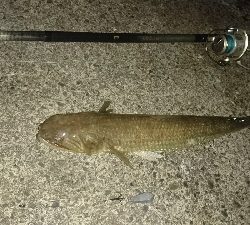 イカ釣りしてたはずなのに