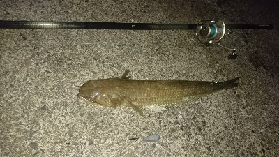 イカ釣りしてたはずなのに