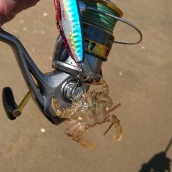 ダイソールアーでマゴチゲット！