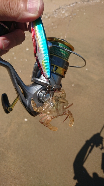 ダイソールアーでマゴチゲット！