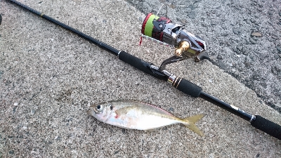 ジグでアジ