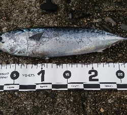 とりあえずジグ