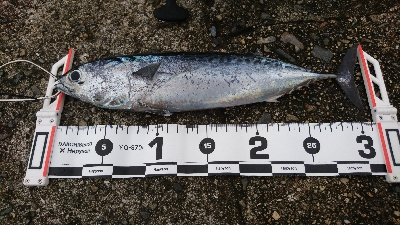 とりあえずジグ