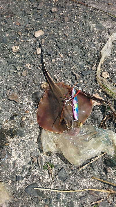 激渋の鈴鹿サーフでなんとかマゴチをゲット