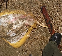 カニ祭り！四日市サーフでマゴチゲーム