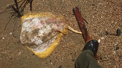 カニ祭り！四日市サーフでマゴチゲーム