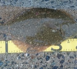 カレイ祭り!四日市サーフでマゴチゲーム!