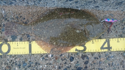 カレイ祭り！四日市サーフでマゴチゲーム！