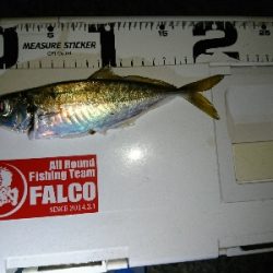 アジング&サバング