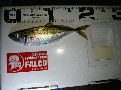 アジング&サバング