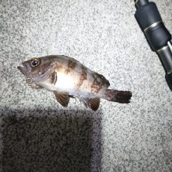 ケンサキまだ？