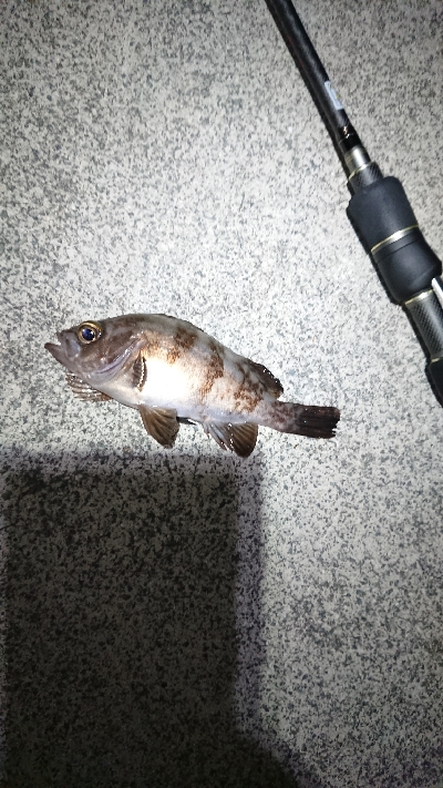 ケンサキまだ？