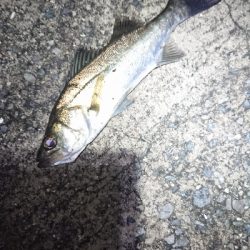 アタリはあるが。