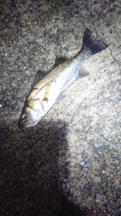 アタリはあるが。