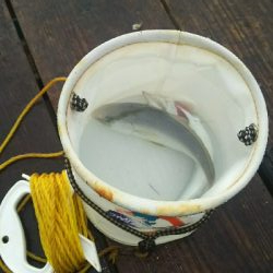 シオ、シオ、シオ！